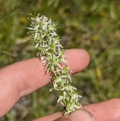 Klamath Rushlily thumbnail 4