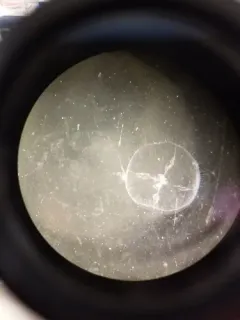 Tiaropsis multicirrata thumbnail 4