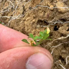 Short-flower Deervetch thumbnail 4