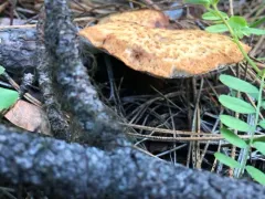 tuberous polypore thumbnail 2