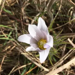 prairie pasqueflower thumbnail 2