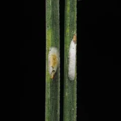 pine needle scale thumbnail 4