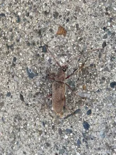 Brothylus gemmulatus thumbnail 2