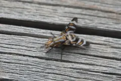 Tritoxa pollinosa thumbnail 2
