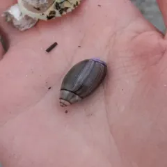 Purple Olive Snail thumbnail 4