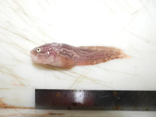 Nebulous Snailfish