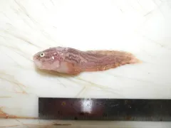 Nebulous Snailfish thumbnail 1