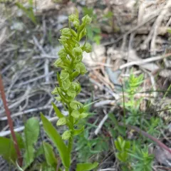 Frog Orchid thumbnail 3
