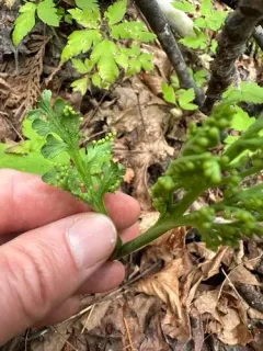 stalked moonwort thumbnail 3
