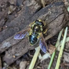 Yellow-legged Wood Fly thumbnail 3