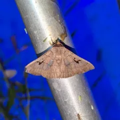 Brown Panopoda Moth thumbnail 4