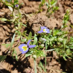 Bach's calicoflower thumbnail 3