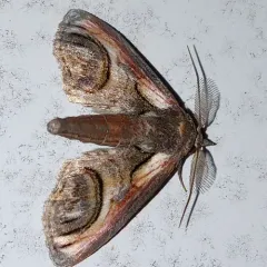 Eyed Paectes Moth thumbnail 4