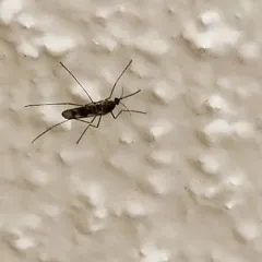 Cold Weather Mosquito thumbnail 3