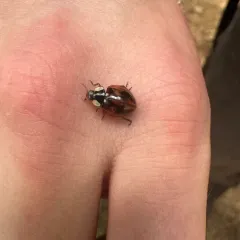 Subvittate Lady Beetle thumbnail 4