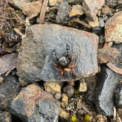 Oregon Paradise Spider thumbnail 3