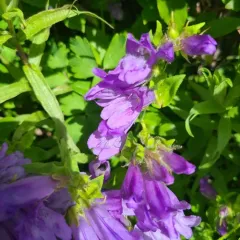 Cardwell's Beardtongue thumbnail 4