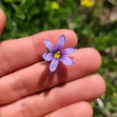 Idaho Blue-eyed Grass thumbnail 4