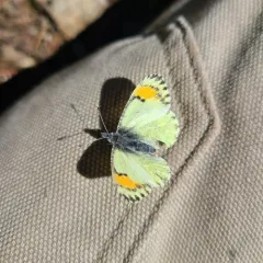 Julia Orangetip thumbnail 4