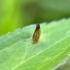 Rhopalomyia clarkei thumbnail 4