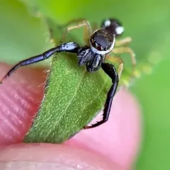 Common Hentz Jumping Spider thumbnail 4