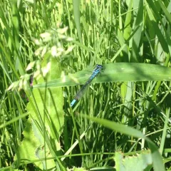 Prairie Bluet thumbnail 4
