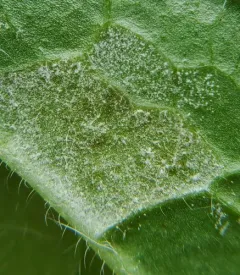 Plasmopara geranii thumbnail 3