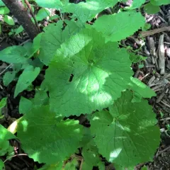 garlic mustard thumbnail 6