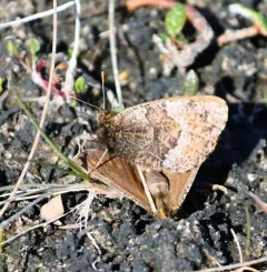 White-veined Arctic thumbnail 2