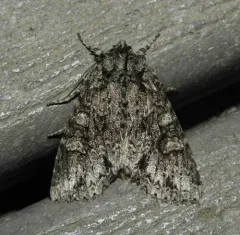 Cloudy Arches Moth thumbnail 3