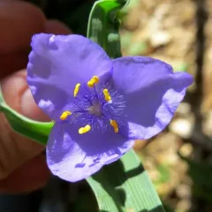 Ohio spiderwort thumbnail 3