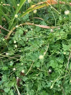 Common Cotula thumbnail 2