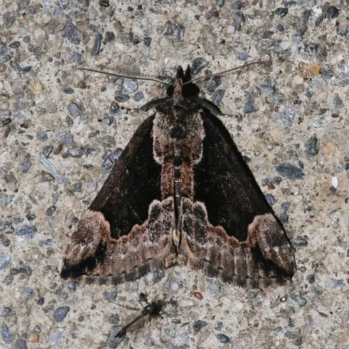 Baltimore Snout
