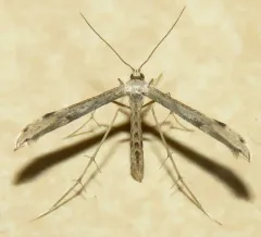 Ragweed Plume Moth thumbnail 2