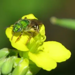 Bicolored Striped Sweat Bee thumbnail 4