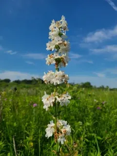 White Wand Beardtongue thumbnail 3