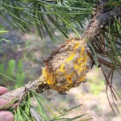 Western Gall Rust thumbnail 3