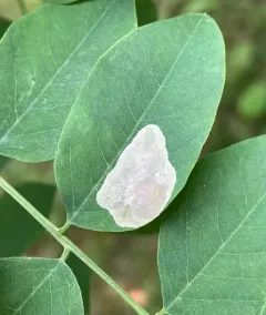 Chrysaster ostensackenella thumbnail 3