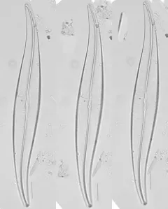 Gyrosigma acuminatum thumbnail 3