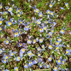 Bach's calicoflower thumbnail 4