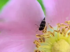 Pubescent Tumbling Flower Beetle thumbnail 4