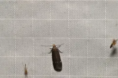 Red-striped Fireworm Moth thumbnail 2