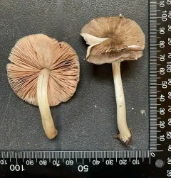 Pluteus eos thumbnail 3
