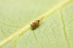Cacopsylla fatsiae thumbnail 4