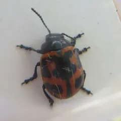 Swamp Milkweed Leaf Beetle thumbnail 2