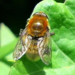 Narcissus Bulb Fly thumbnail 4
