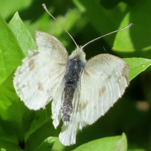 Small White