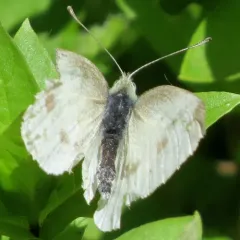 Small White thumbnail 1