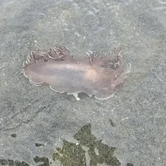 Giant Nudibranch thumbnail 4
