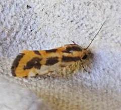 Common Spragueia Moth thumbnail 3